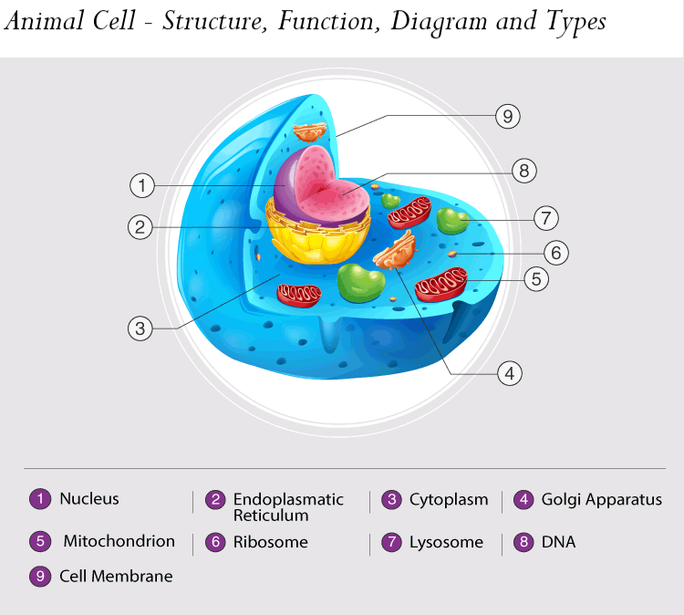 Animal Cell - Structure, Function, Diagram and Types