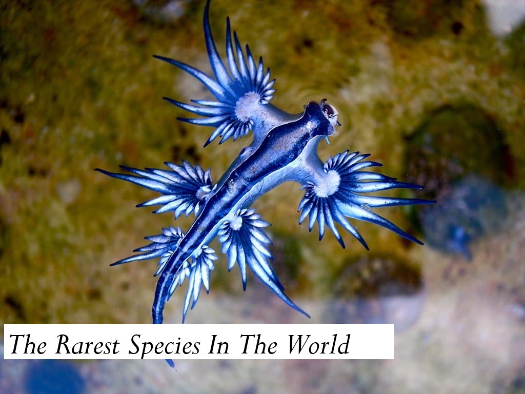 the-rarest-species-in-the-world