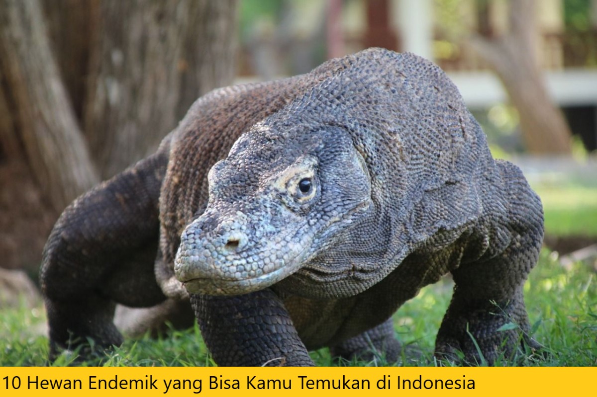 10 Hewan Endemik yang Bisa Kamu Temukan di Indonesia