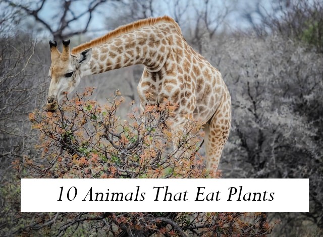 10 Animals That Eat Plants