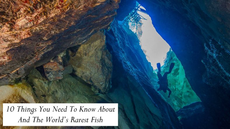 10 Things You Need To Know About And The World’s Rarest Fish