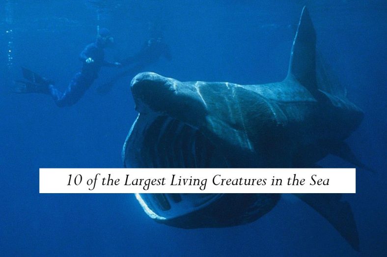 10 of the Largest Living Creatures in the Sea