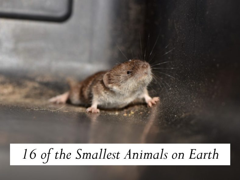 16 of the Smallest Animals on Earth