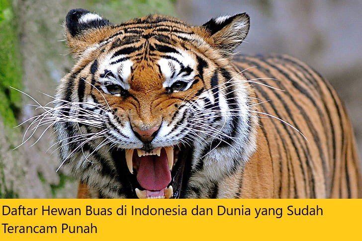 Daftar Hewan Buas di Indonesia dan Dunia yang Sudah Terancam Punah