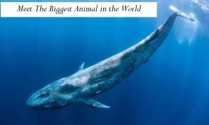 Meet The Biggest Animal in the World