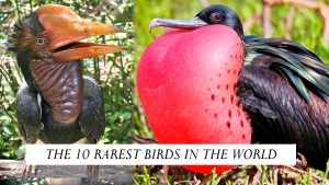 THE 10 RAREST BIRDS IN THE WORLD