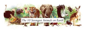 The 10 Strongest Animals on Earth