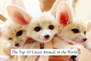 The Top 10 Cutest Animals in the World