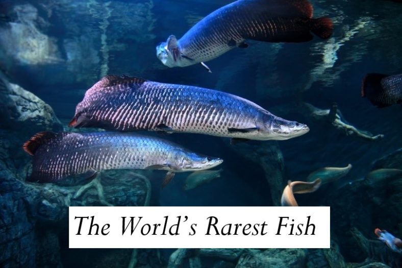 The World’s Rarest Fish