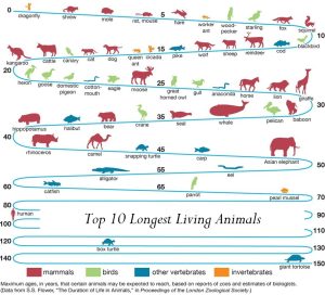 Top 10 Longest Living Animals