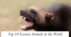 Top 10 Scariest Animals in the World