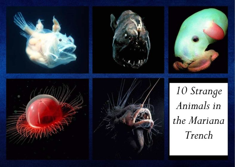 10 Strange Animals in the Mariana Trench