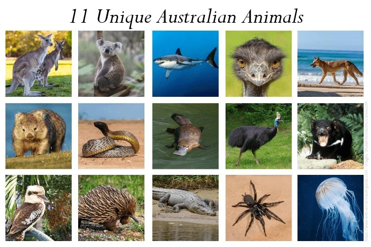 11 Unique Australian Animals