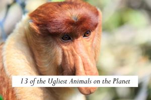 13 of the Ugliest Animals on the Planet