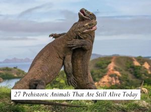 27 Prehistoric Animals That Are Still Alive Today