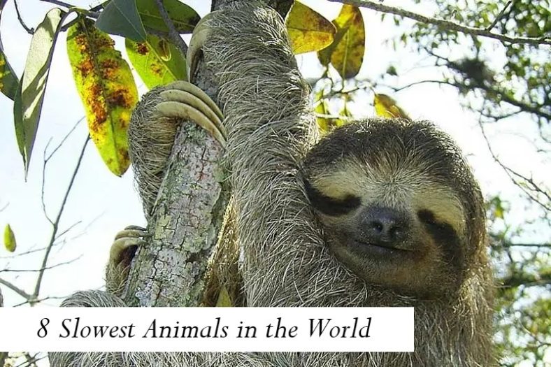 8 Slowest Animals in the World