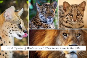 All 40 Species of Wild Cats and Where to See Them in the Wild