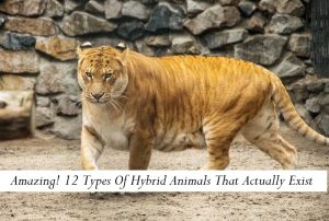 Amazing! 12 Types Of Hybrid Animals That Actually Exist