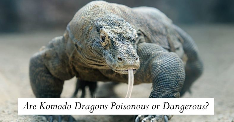 Are Komodo Dragons Poisonous or Dangerous?