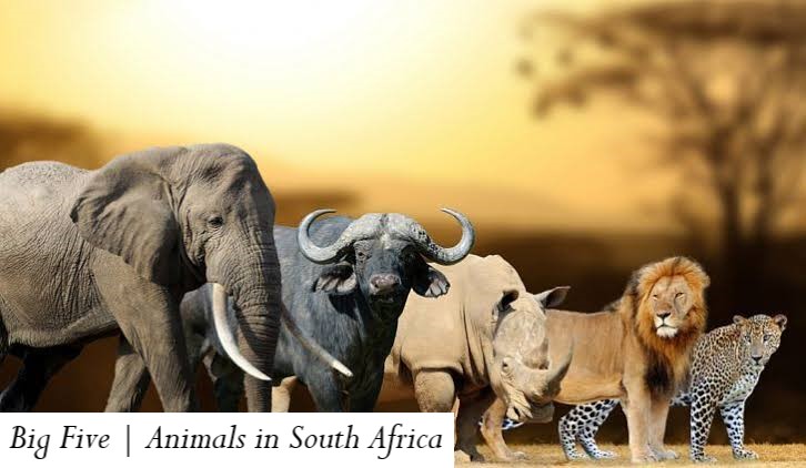 Big Five | Animals in South Africa