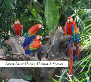 Parrot Facts: Habits, Habitat & Species