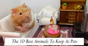 The 10 Best Animals To Keep As Pets