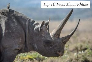 Top 10 Facts About Rhinos