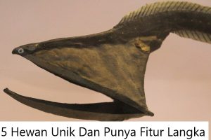 5 Hewan Unik Dan Punya Fitur Langka