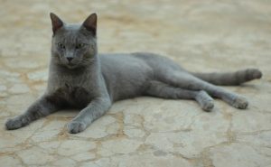 Kucing Asli Indonesia