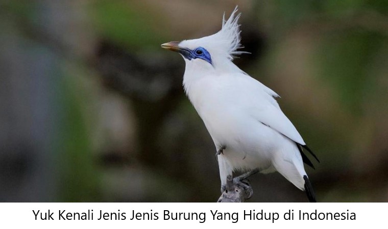 Burung Yang Hidup diIndonesia