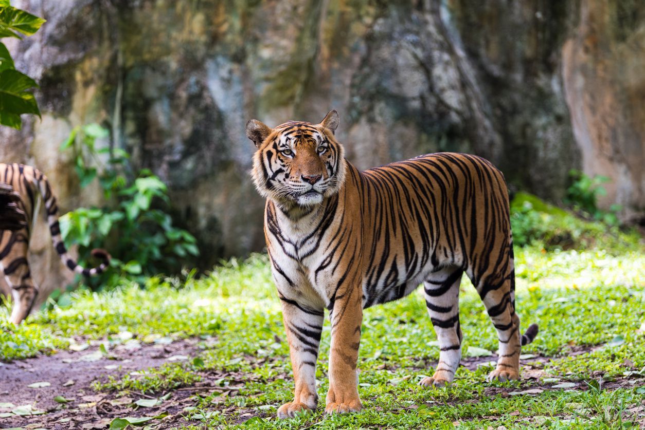 Fakta Harimau Benggala, Satwa Kuat yang Kini Terancam Punah